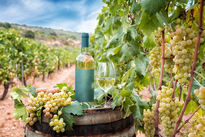 Discovering Vermentino: freshness and versatility in a glass